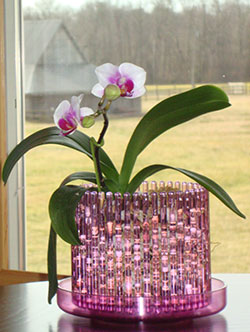 Orchid in Orchitop Carousel Pot